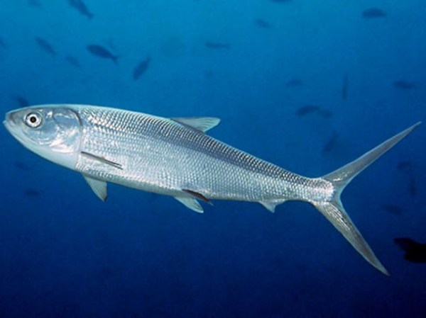 虱目魚(yú)