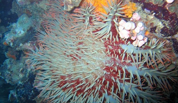 水下被海洋生物傷害到了該怎么辦？